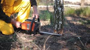 Best Tree Removal  in Arthurtown, SC