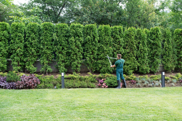 Best Tree Health Inspection  in Arthurtown, SC