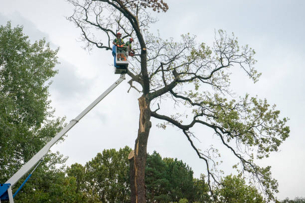 Best Hazardous Tree Removal  in Arthurtown, SC