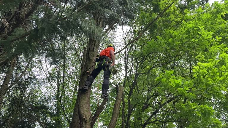 Best Tree Trimming and Pruning  in Arthurtown, SC