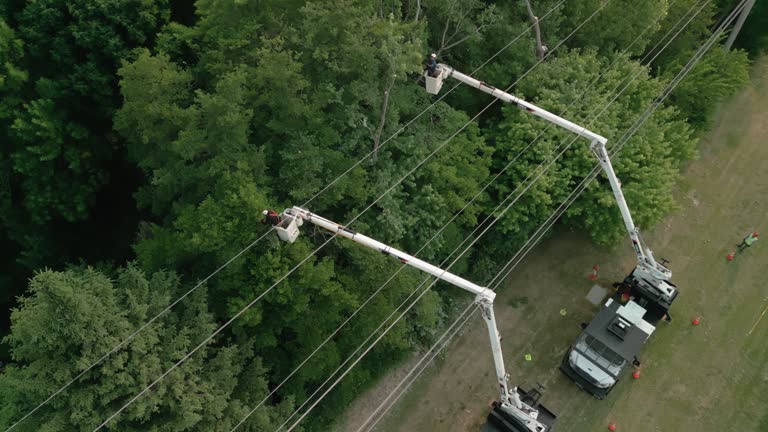 Best Tree and Shrub Care  in Arthurtown, SC